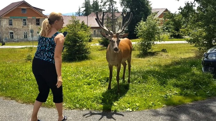 Povolili odchyt jelenej zveri vo Vysokých Tatrách. 
