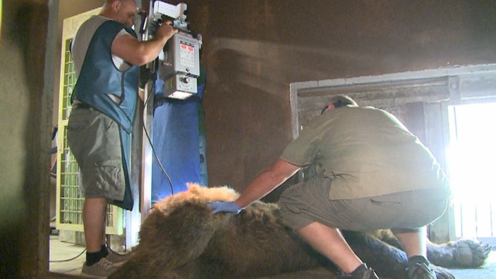 Medveď musel ísť na röntgen.