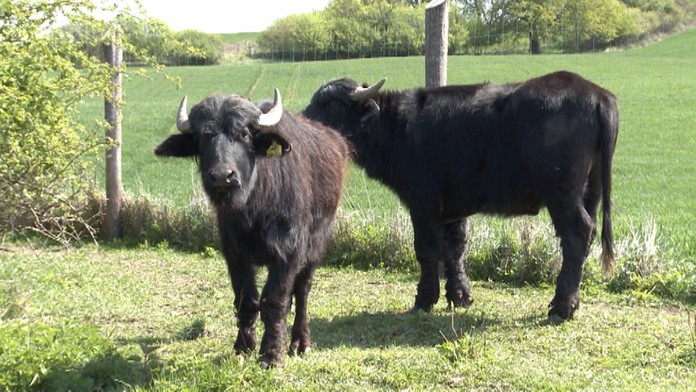 Šlo o vzácny druh indického buvola.