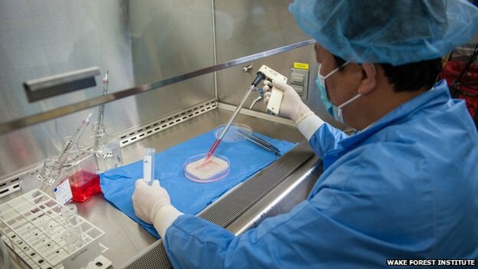 Umelo vypestované pohlavné orgány