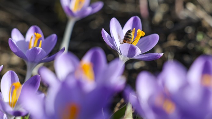 Jar, slnko, kvety (ilustračná snímka)