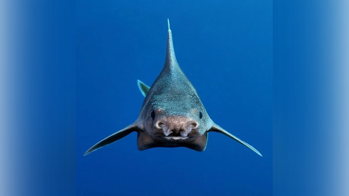 Rybárska loď ulovila obrovskú raritu. Vedci doteraz takého žraloka nevideli