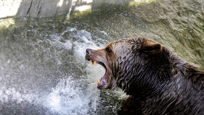 Medveď hnedý v ZOO (ilustračná foto).