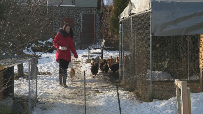 Manželia si svoje bývanie v dome takto nepredstavovali. Susedom na dedine prekážajú ich sliepky