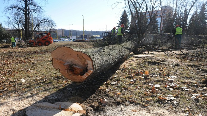 Výrub stromov - ilustračná foto