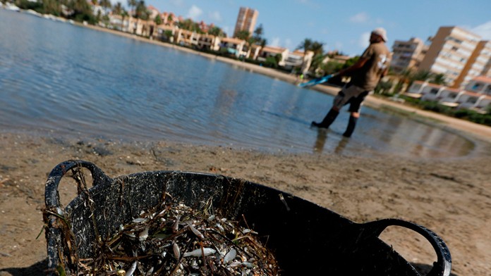 Mŕtve ryby na pobreží jednej z najväčších európskych lagún Mar Menor.