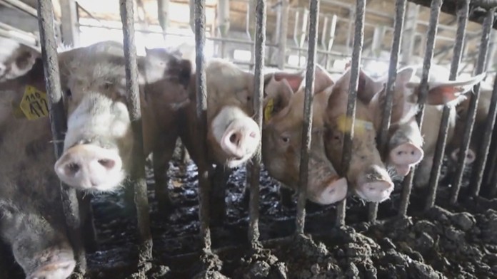 Zápach z prasiat rozhádal celú obec.