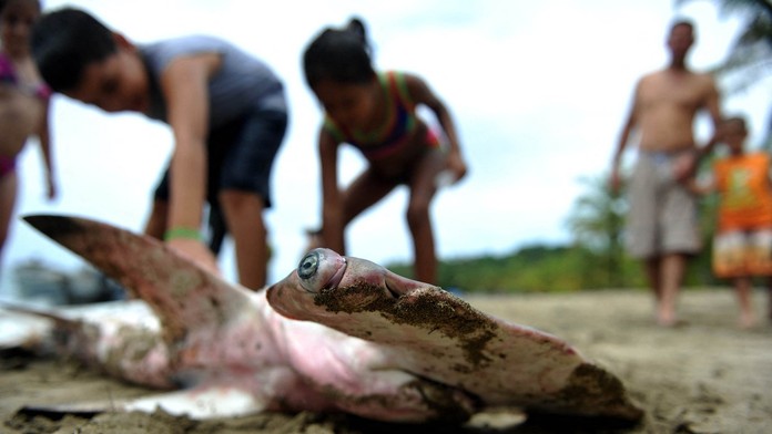 Bizarný incident z Južnej Karolíny: Počas zápasu discgolfu dopadol na ihrisko žralok