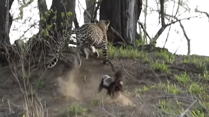 Petra Němcová na premiére filmu 'A Hidden Life'.