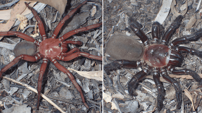 V Austrálii objavili nový druh pavúka. Vedcov ohromil svojou veľkosťou