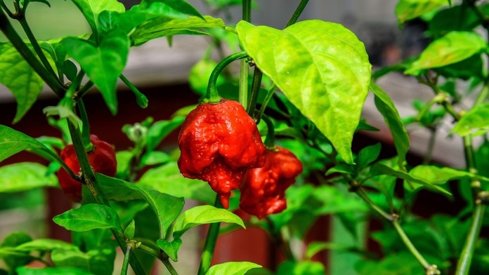 Carolina Reaper, najpálivejšiu čili papričku na svete.