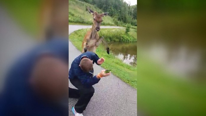 Jeleňa museli presťahovať. 