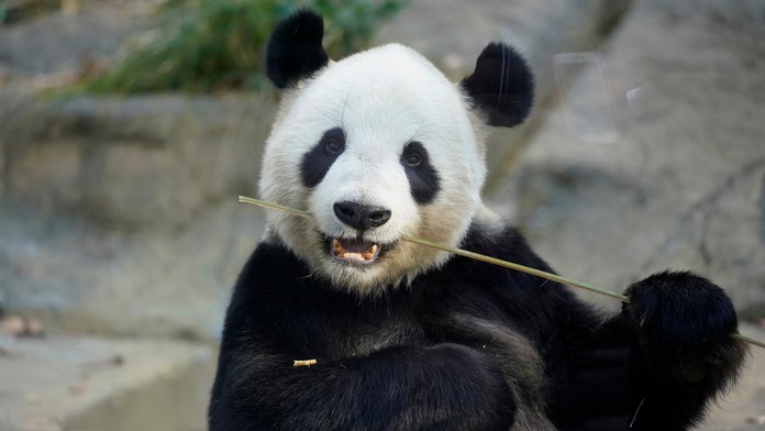 Veľvyslankyňa USA pri OSN Nikki Hayleová. 