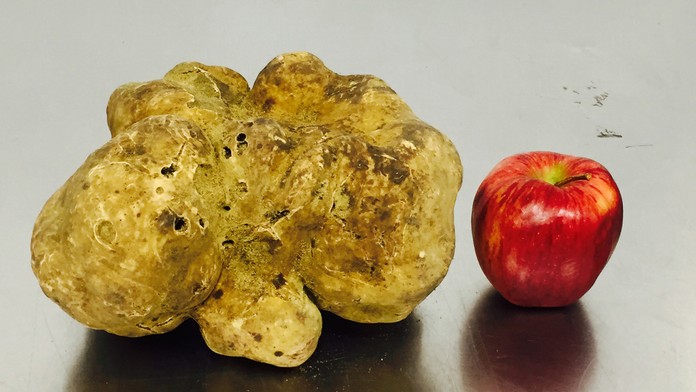 Rekordná hľuzovka.