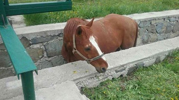 Podarilo sa im ho vyslobodiť.