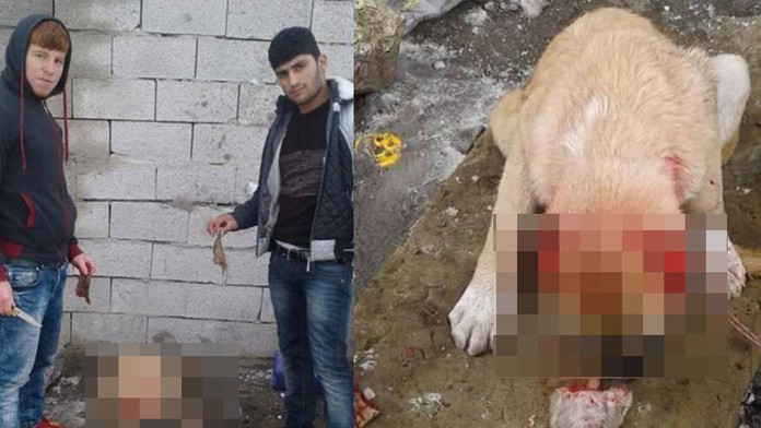 Sociálnou sieťou sa šíria fotky chlapcov, ktorí odrezali psíkovi uši