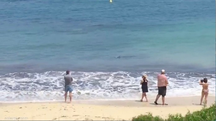 Žralok na španielskej pláži.