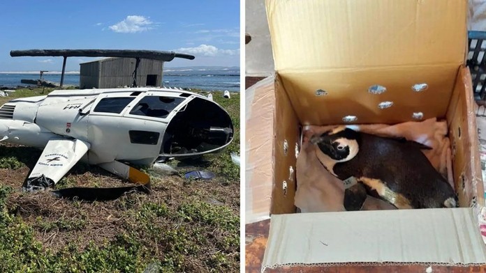 Tučniak zapríčinil pád helikoptéry