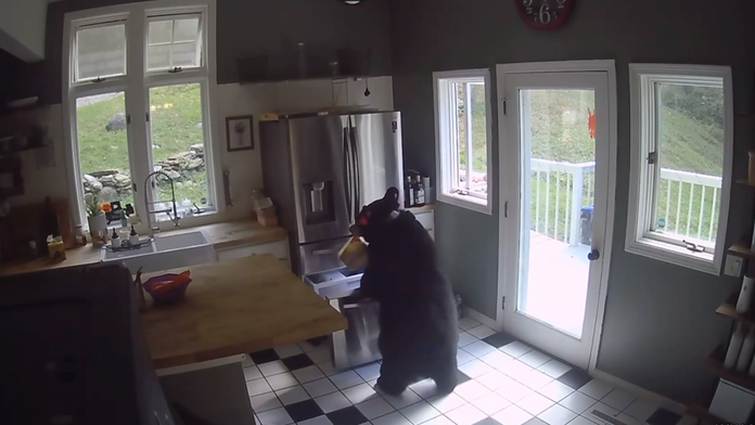 Medveď si z mrazničky ukradol lasagne