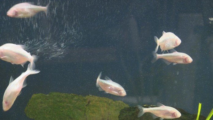 Nemožné sa stalo skutočnosťou. Vedci naučili zlaté rybky šoférovať