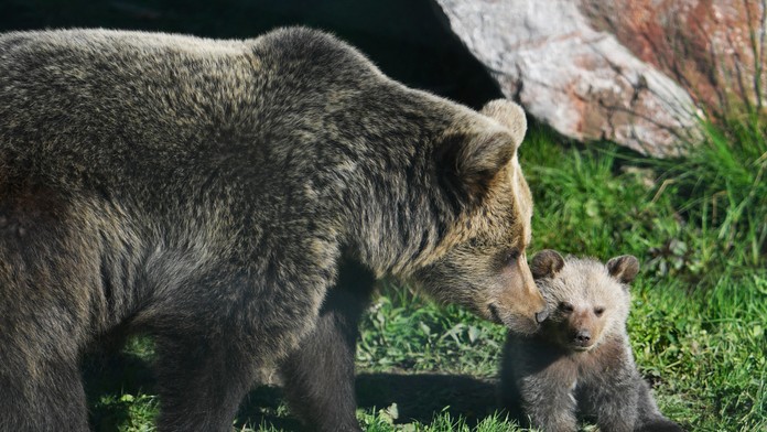 Medveď. Ilustračná snímka.