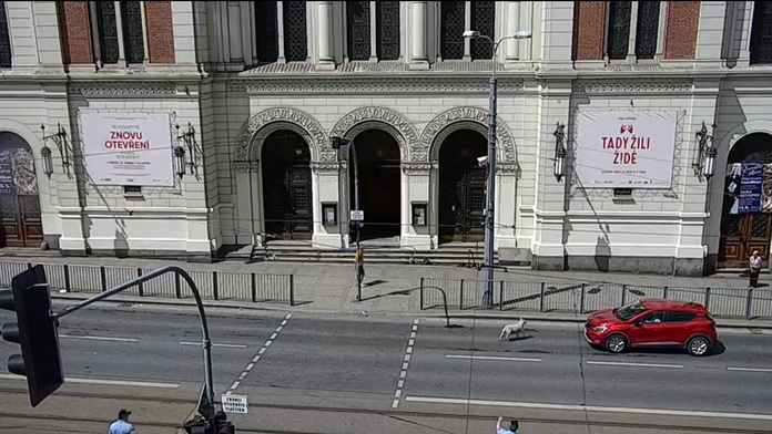 Nezvyčajná prekážka: Zatúlaná ovca zastavila dopravu v centre Plzne