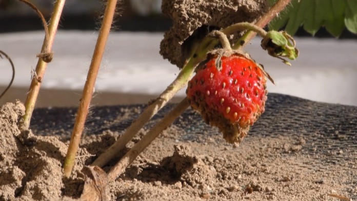 Jahody pri paneláku.