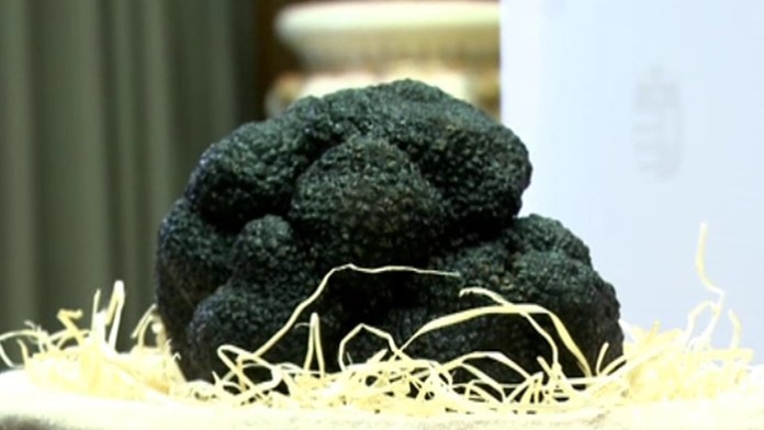 Hľúzovka z Maďarska