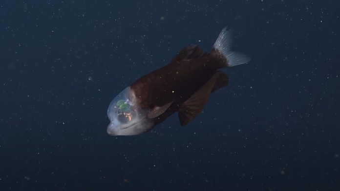 Ryba s priehľadnou lebkou.