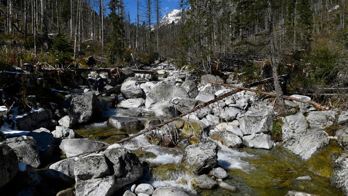 Studený potok s popadanými vyschnutými stromami po napadnutí lykožrútom. 