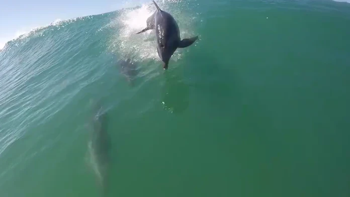 delfin.png