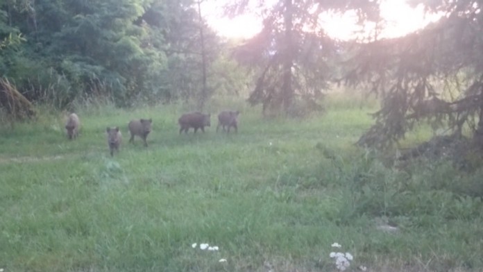 Prievidzu ovládli diviaky. Obyvateľov ohrozujú takmer na každom kroku