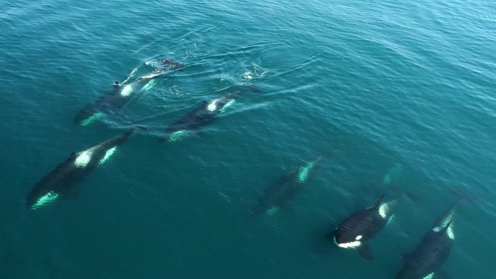 Kosatky dravé - ilustračná snímka