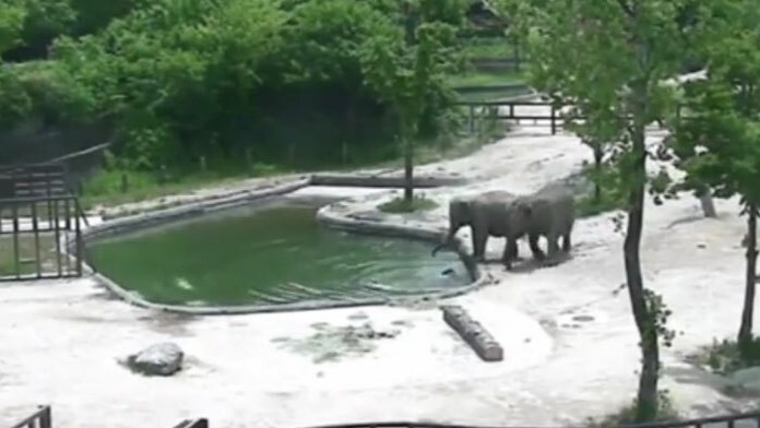 Dospelé slony zachránili topiace sa sloníča