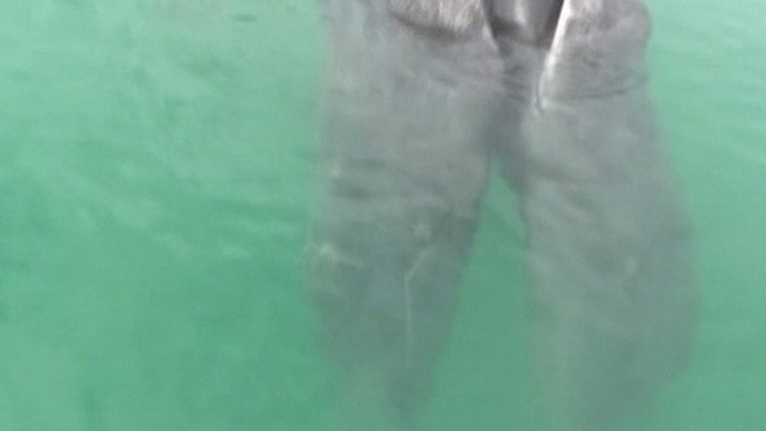 Raritené velrybie siamske dvojcata.jpg