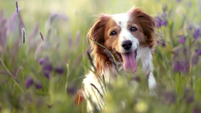 Pes. Ilustračná snímka. 