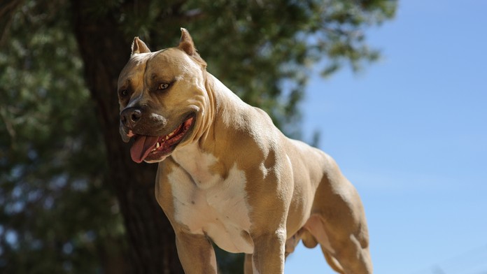 Veľkosť bežného amerického pitbulla.