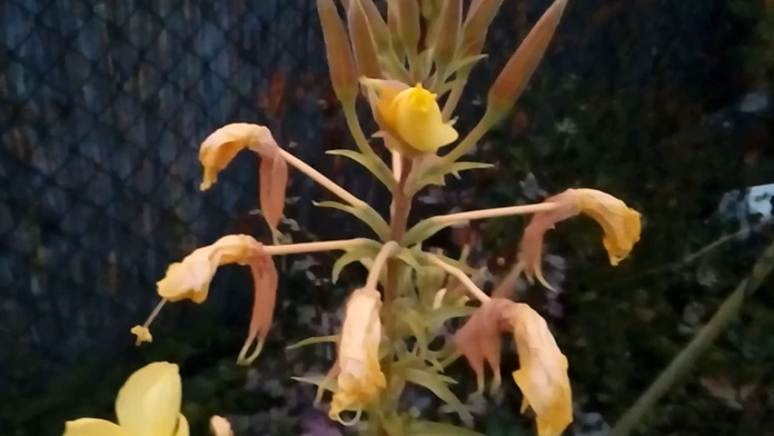Oenothera biennis