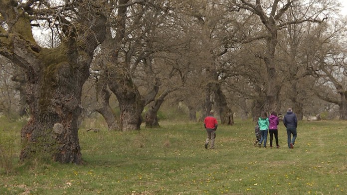 Dubový háj pri Zvolene.