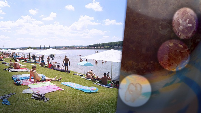 Medúzy vo vodnej nádrži Teplých Vrch.