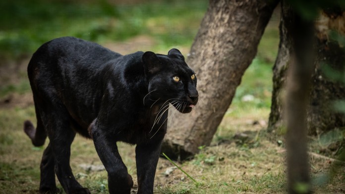 Po Liptovskom Mikuláši sa túla nebezpečné zviera. Veľká čierna šelma vystrašila ľudí