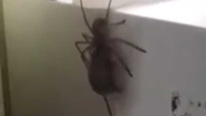 Pavúk ťahal po stene mŕtvu myš.