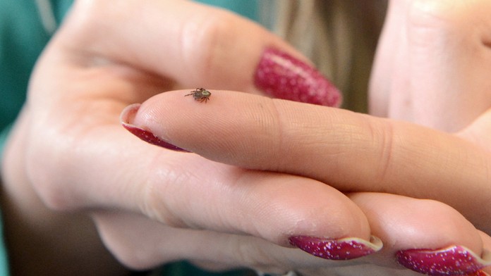 Kliešť - ilustračné foto.