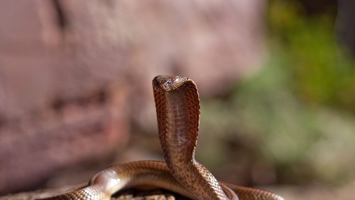 Američan si takmer 20 rokov podával hadí jed. Vedci z jeho krvi vyvíjajú univerzálnu protilátku