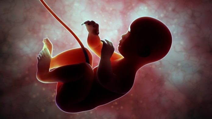 Embryo (ilustračné foto)