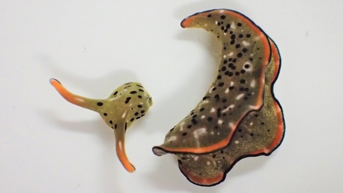 NTP Marek Krajci-2.jpg