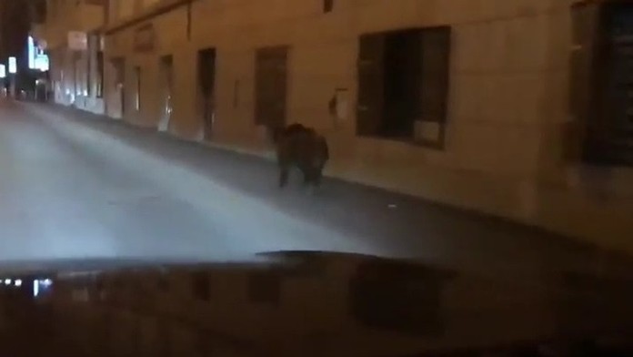 Diviak v centre Bratislavy