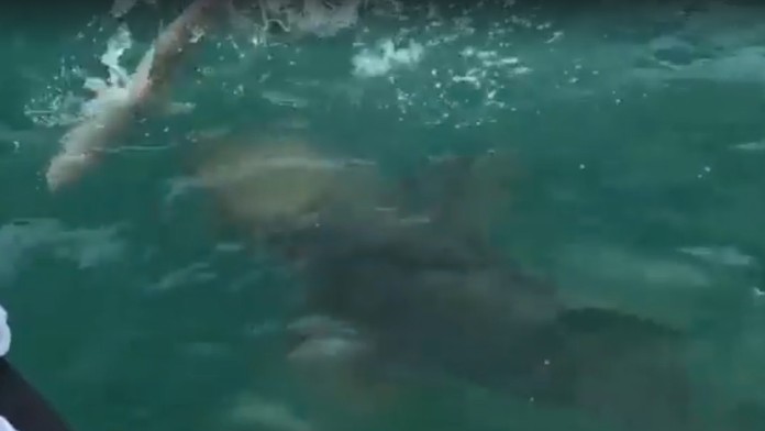 Žraloka zhltla obrovská ryba.