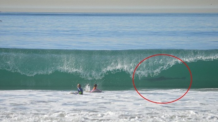 Matka odfotila nielen syna, ale aj žraloka