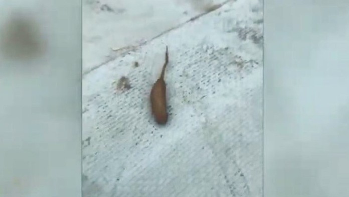 Zľava Jakub Vrána a T.J. Oshie z Washingtonu oslavujú gól proti Bostonu.